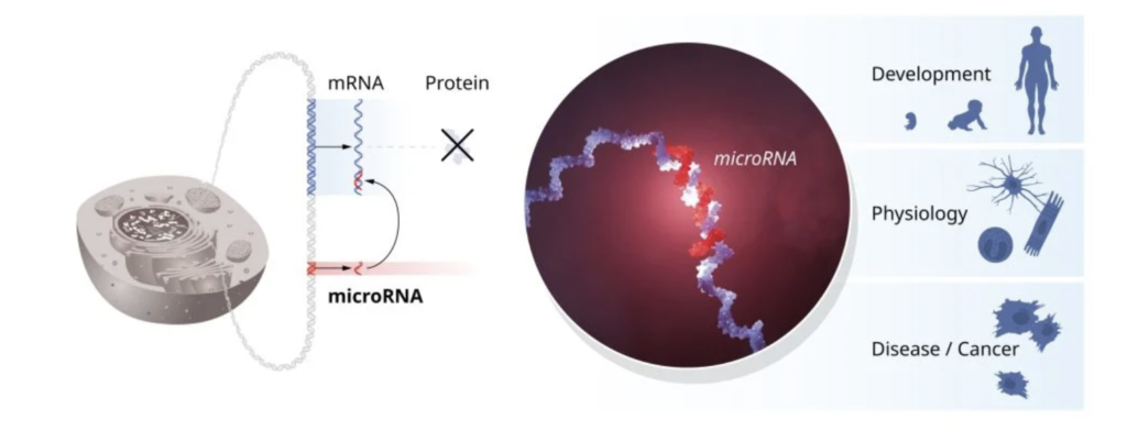 The seminal discovery of microRNAs was unexpected and revealed a new dimension of gene regulation. 